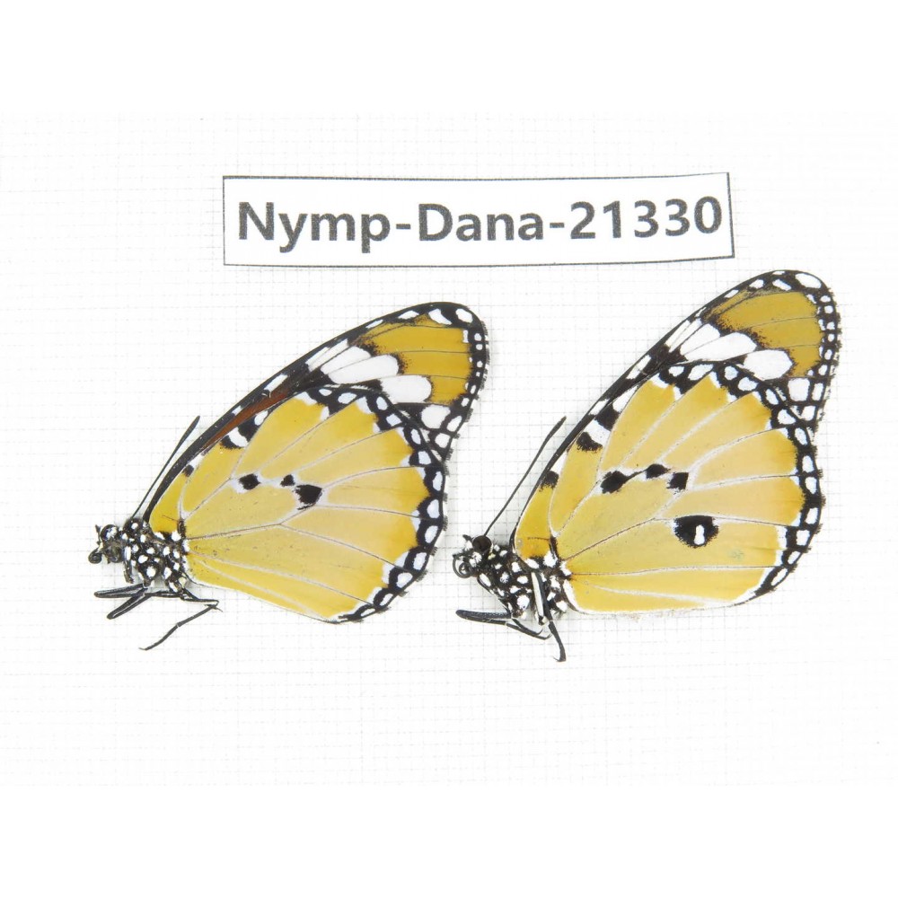 Danaus chrysippus ssp. China, Guangxi, Baise, Mt.Cenwanglaoshan. 1P. Nymp-Dana-21330.