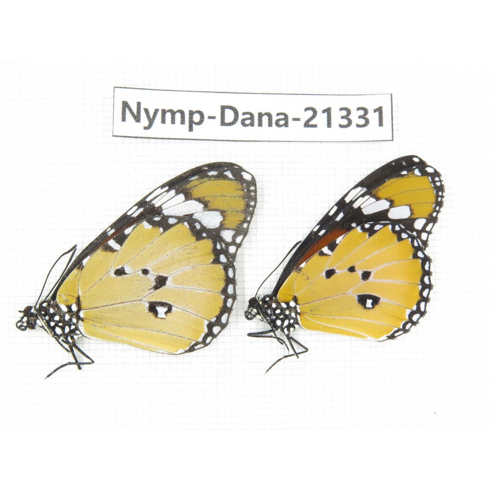 Danaus chrysippus ssp. China, Guangxi, Baise, Mt.Cenwanglaoshan. 2M. Nymp-Dana-21331.