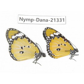 Danaus chrysippus ssp. China, Guangxi, Baise, Mt.Cenwanglaoshan. 2M. Nymp-Dana-21331.