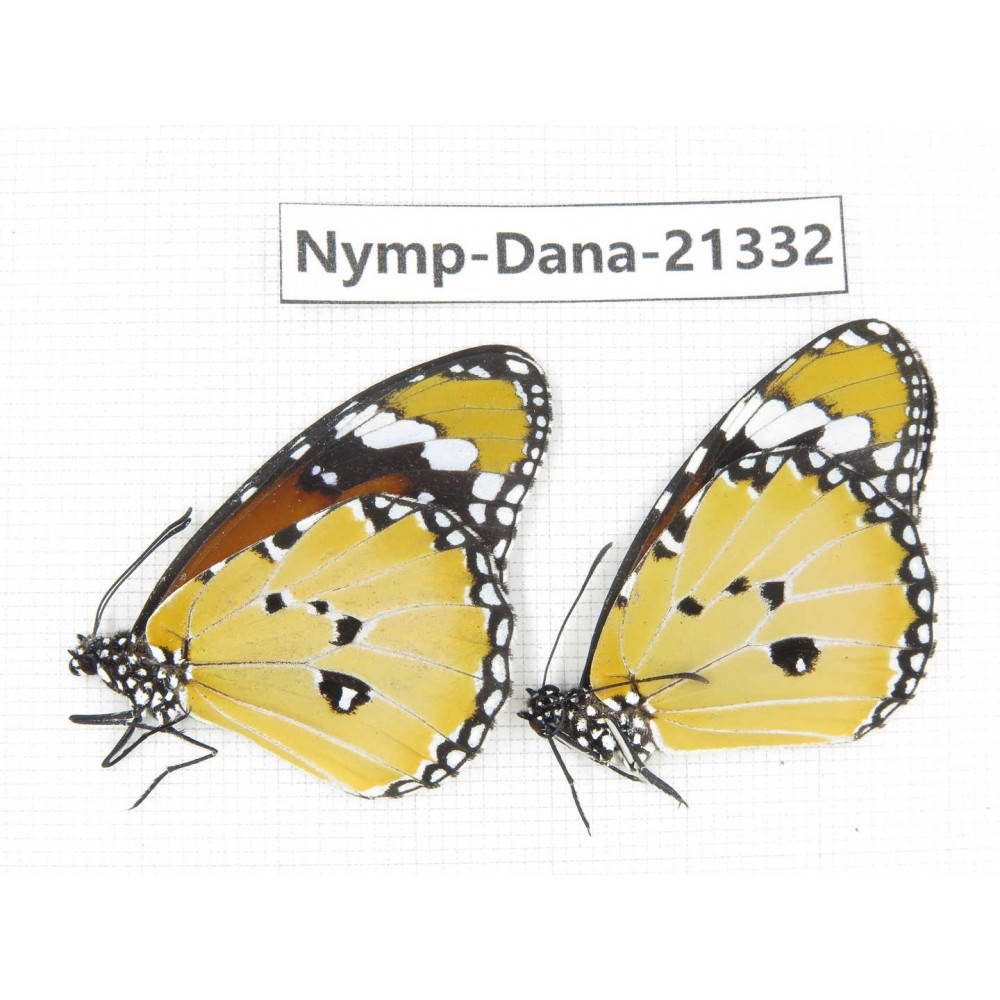 Danaus chrysippus ssp. China, Guangxi, Baise, Mt.Cenwanglaoshan. 2M. Nymp-Dana-21332.