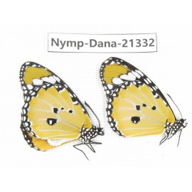 Danaus chrysippus ssp. China, Guangxi, Baise, Mt.Cenwanglaoshan. 2M. Nymp-Dana-21332.
