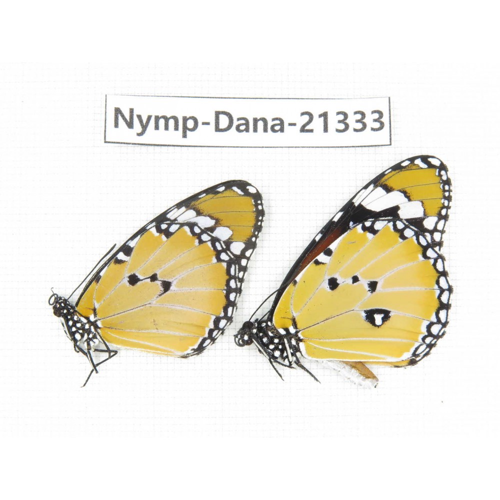 Danaus chrysippus ssp. China, Guangxi, Baise, Mt.Cenwanglaoshan. 2M. Nymp-Dana-21333.
