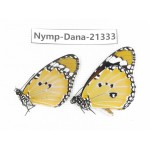 Danaus chrysippus ssp. China, Guangxi, Baise, Mt.Cenwanglaoshan. 2M. Nymp-Dana-21333.