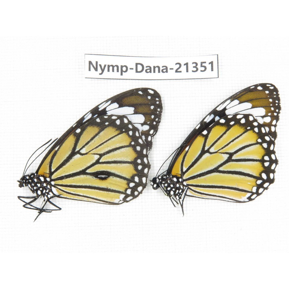 Danaus genutis ssp. China, Guangxi, Baise, Mt.Cenwanglaoshan. 1P. Nymp-Dana-21351.