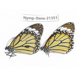 Danaus genutis ssp. China, Guangxi, Baise, Mt.Cenwanglaoshan. 1P. Nymp-Dana-21351.