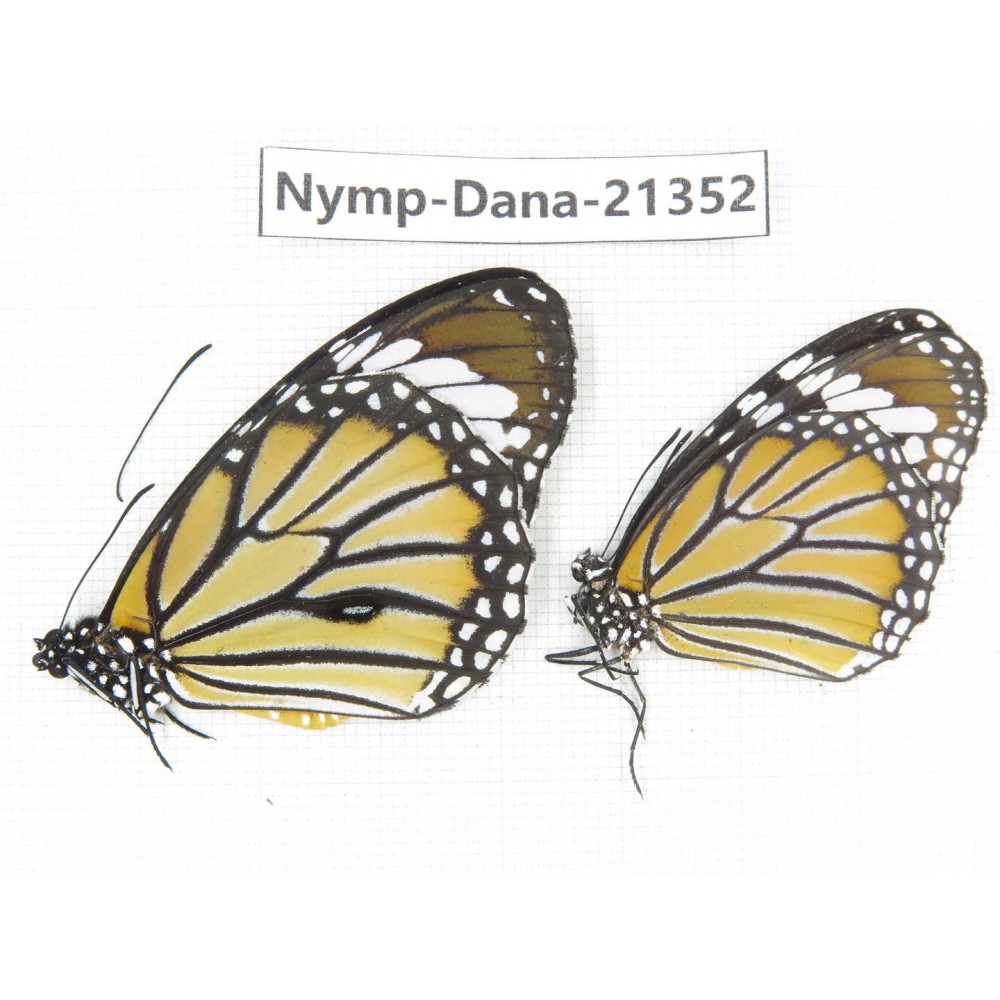 Danaus genutis ssp. China, Guangxi, Baise, Mt.Cenwanglaoshan. 1P. Nymp-Dana-21352.