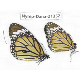 Danaus genutis ssp. China, Guangxi, Baise, Mt.Cenwanglaoshan. 1P. Nymp-Dana-21352.