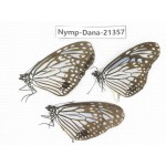 Parantica aglea ssp. China, Guangxi, Baise, Mt.Cenwanglaoshan. 3M. Nymp-Dana-21357.