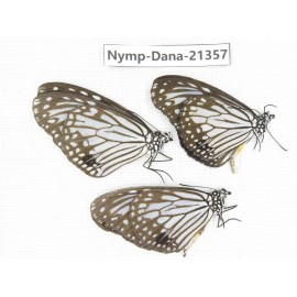 Parantica aglea ssp. China, Guangxi, Baise, Mt.Cenwanglaoshan. 3M. Nymp-Dana-21357.