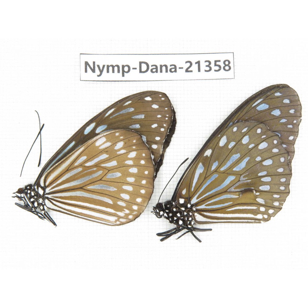 Ideopsis sp. China, Guangxi, Baise, Mt.Cenwanglaoshan. 1P. Nymp-Dana-21358.
