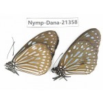 Ideopsis sp. China, Guangxi, Baise, Mt.Cenwanglaoshan. 1P. Nymp-Dana-21358.