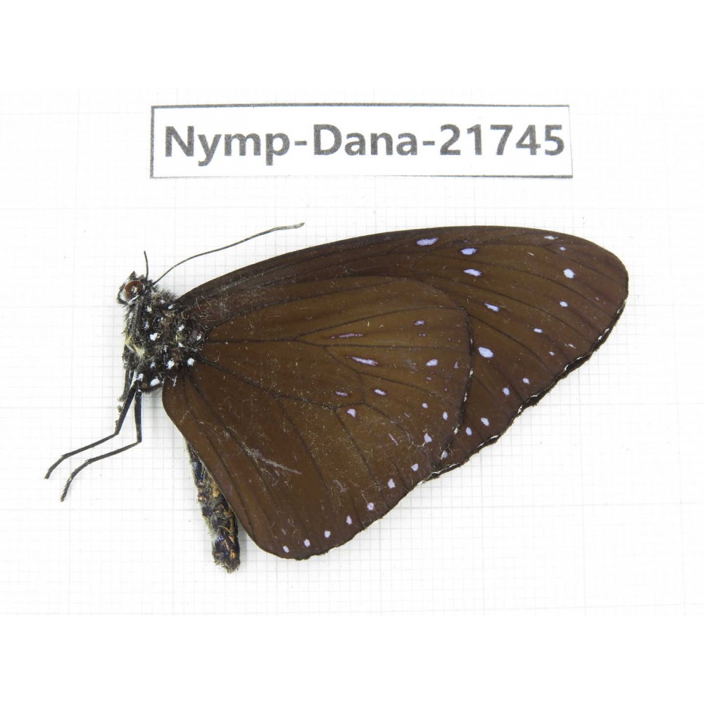 Euploea sp. China, Guizhou, Qiandongnan, Rongjiang county.1M. Nymp-Dana-21745.