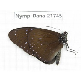 Euploea sp. China, Guizhou, Qiandongnan, Rongjiang county.1M. Nymp-Dana-21745.