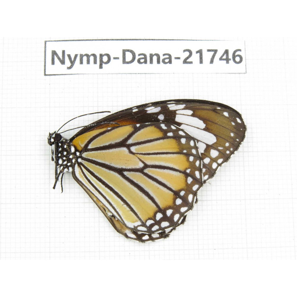 Danaus genutia ssp. China, Guizhou, Qiandongnan, Rongjiang county.1M. Nymp-Dana-21746.