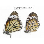 Danaus genutia ssp. China, Guizhou, Qiandongnan, Rongjiang county.1P. Nymp-Dana-21747.