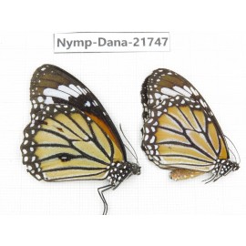 Danaus genutia ssp. China, Guizhou, Qiandongnan, Rongjiang county.1P. Nymp-Dana-21747.