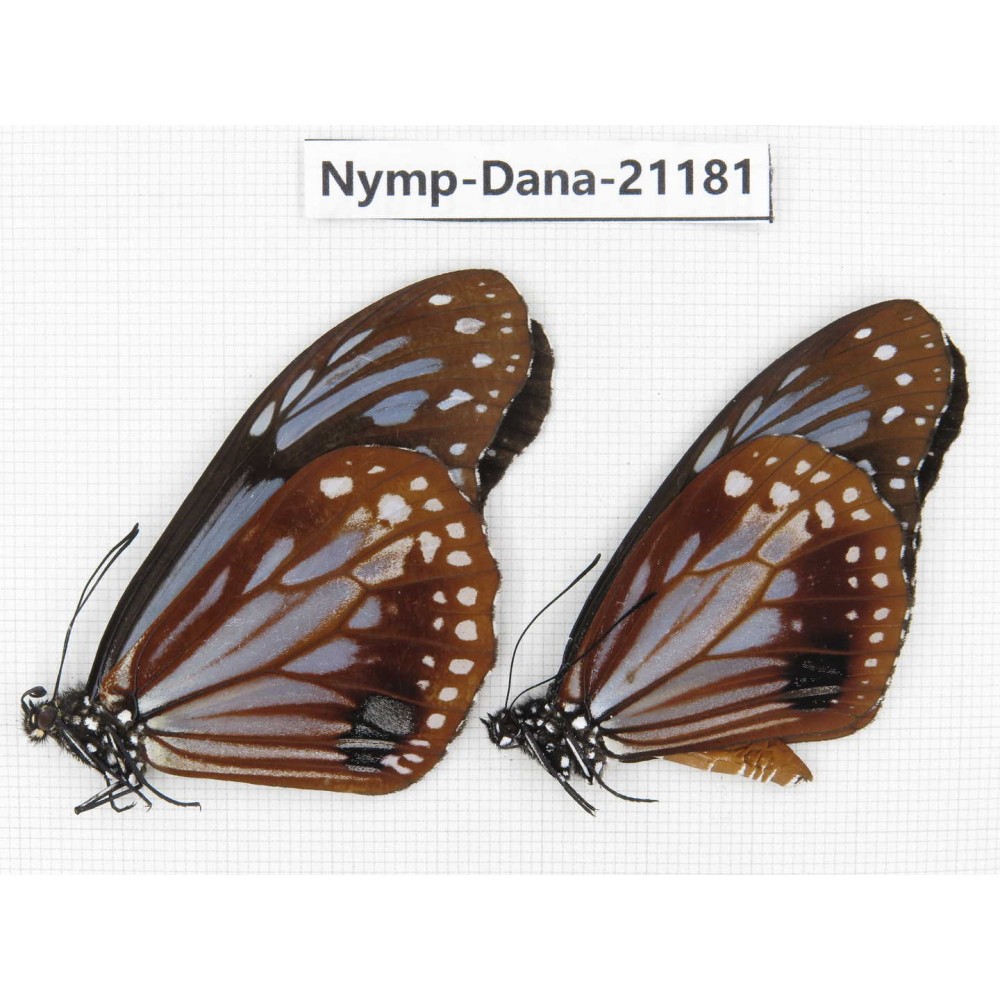 Parantica sita ssp. China, Sichuan, Baoxing county. 2M. Nymp-Dana-21181.
