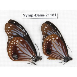 Parantica sita ssp. China, Sichuan, Baoxing county. 2M. Nymp-Dana-21181.