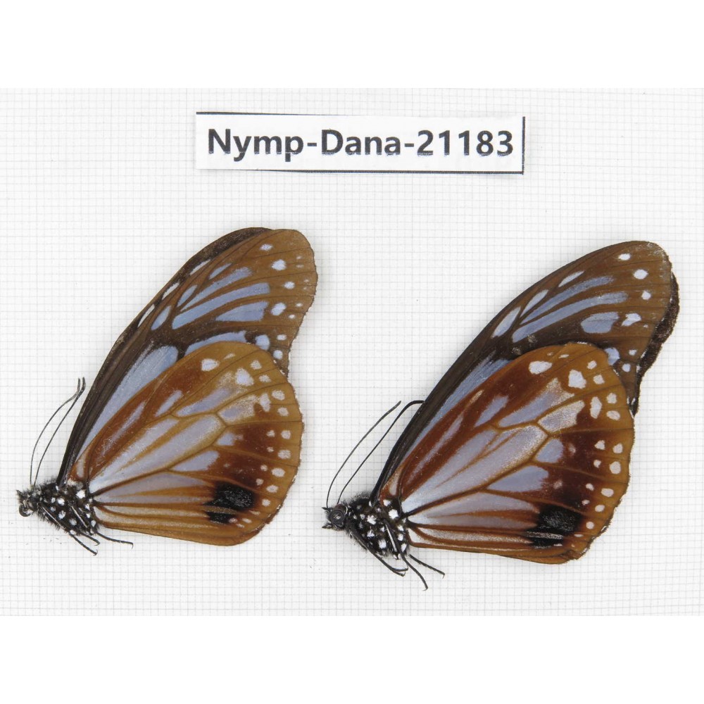 Parantica sita ssp. China, Sichuan, Baoxing county. 2M. Nymp-Dana-21183.