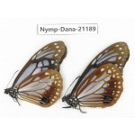 Parantica sita ssp. China, Sichuan, Baoxing county. 2M. Nymp-Dana-21189.