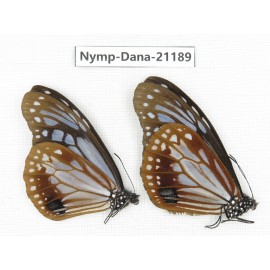 Parantica sita ssp. China, Sichuan, Baoxing county. 2M. Nymp-Dana-21189.