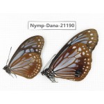 Parantica sita ssp. China, Sichuan, Baoxing county. 2M. Nymp-Dana-21190.