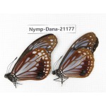Parantica sita ssp. China, Sichuan, Ganzi, S Slop of Mt.Gonggashan. 2M. Nymp-Dana-21177.