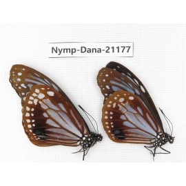 Parantica sita ssp. China, Sichuan, Ganzi, S Slop of Mt.Gonggashan. 2M. Nymp-Dana-21177.