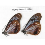 Parantica sita ssp. China, Sichuan, Ganzi, S Slop of Mt.Gonggashan. 2M. Nymp-Dana-21178.