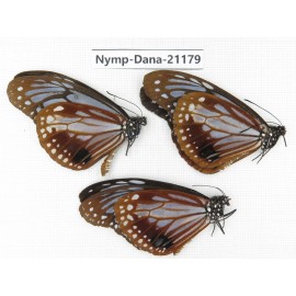 Parantica sita ssp. China, Sichuan, Ganzi, S Slop of Mt.Gonggashan. 3M. Nymp-Dana-21179.