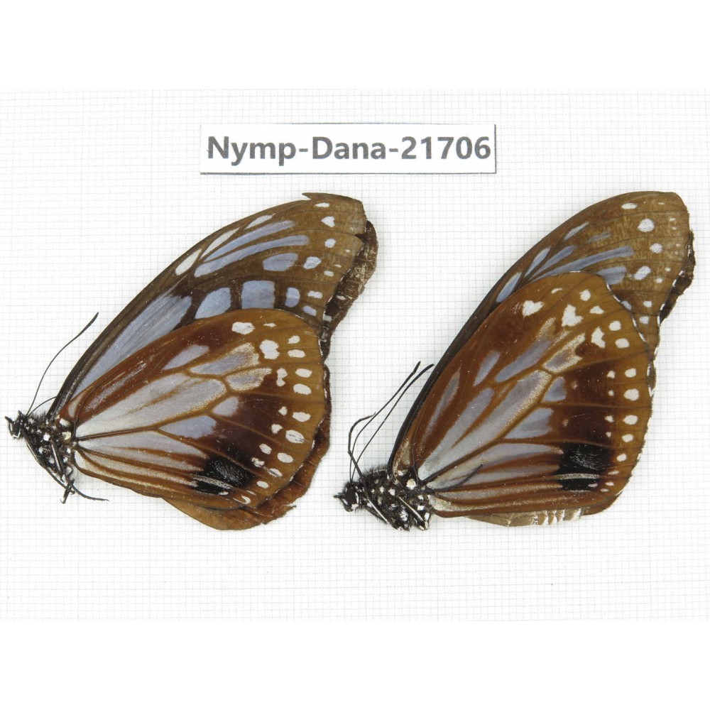 Parantica sita ssp. China, Sichuan, Liangshan area, Dechang county. 2M. Nymp-Dana-21706.