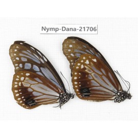 Parantica sita ssp. China, Sichuan, Liangshan area, Dechang county. 2M. Nymp-Dana-21706.