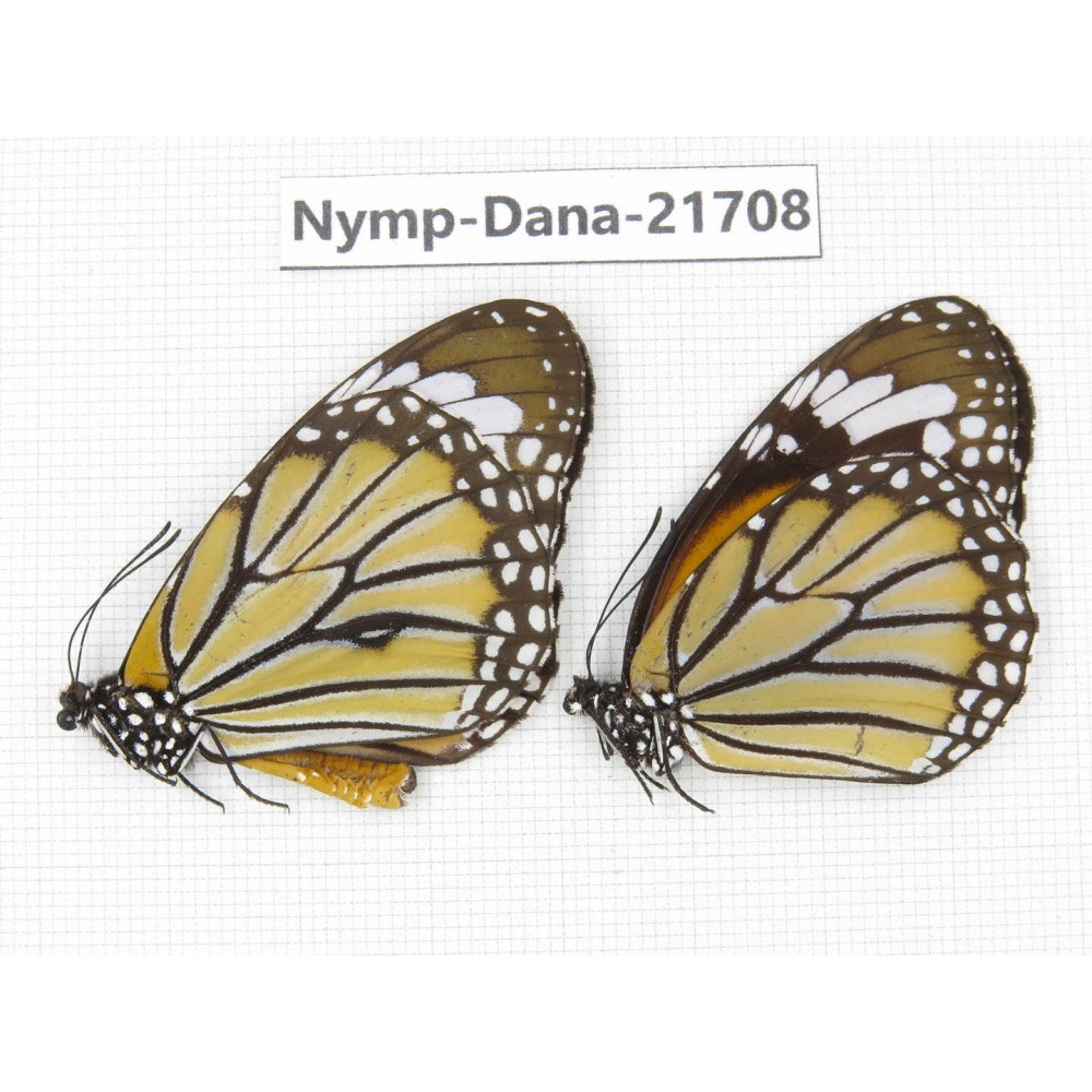 Danaus genutia ssp. China, Sichuan, Liangshan area, Dechang county. 1P. Nymp-Dana-21708.