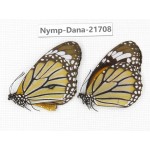 Danaus genutia ssp. China, Sichuan, Liangshan area, Dechang county. 1P. Nymp-Dana-21708.