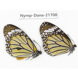 Danaus genutia ssp. China, Sichuan, Liangshan area, Dechang county. 1P. Nymp-Dana-21708.