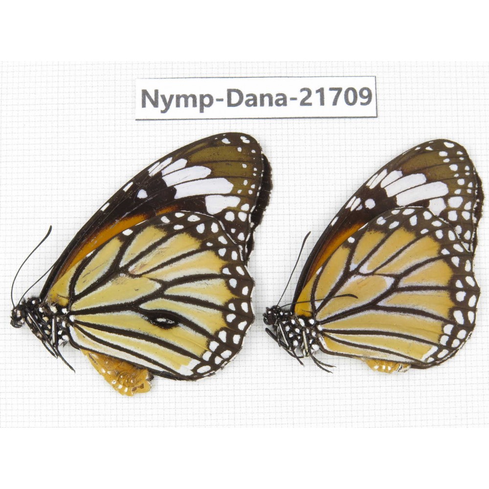 Danaus genutia ssp. China, Sichuan, Liangshan area, Dechang county. 1P. Nymp-Dana-21709.