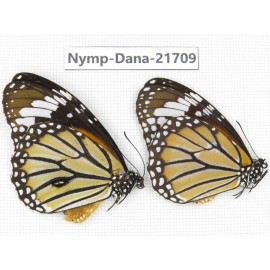 Danaus genutia ssp. China, Sichuan, Liangshan area, Dechang county. 1P. Nymp-Dana-21709.