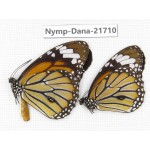 Danaus genutia ssp. China, Sichuan, Liangshan area, Dechang county. 2M. Nymp-Dana-21710.