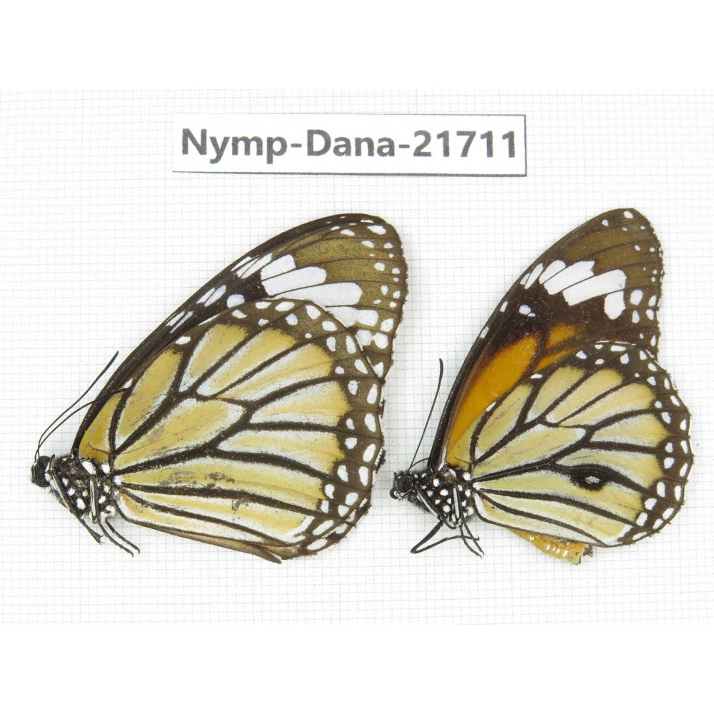 Danaus genutia ssp. China, Sichuan, Liangshan area, Dechang county. 2M. Nymp-Dana-21711.