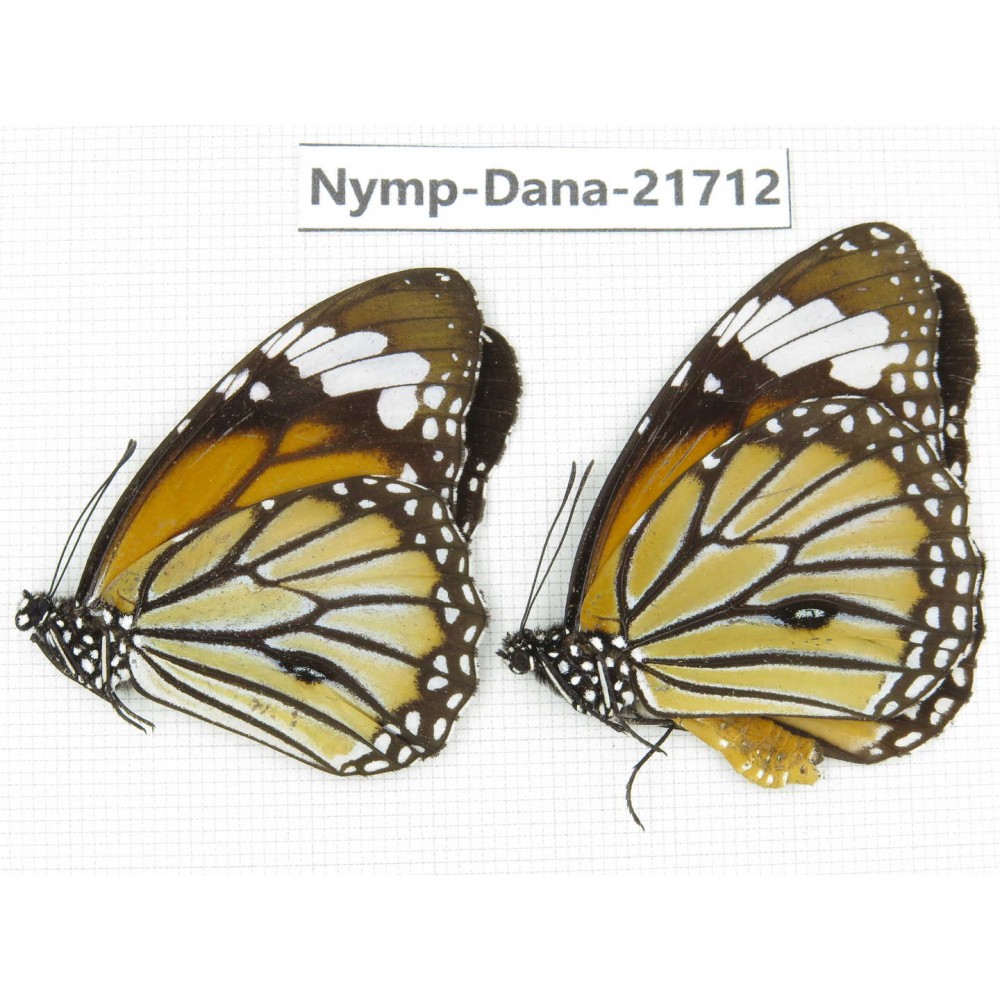 Danaus genutia ssp. China, Sichuan, Liangshan area, Dechang county. 2M. Nymp-Dana-21712.