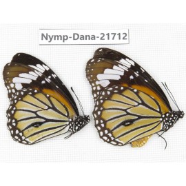 Danaus genutia ssp. China, Sichuan, Liangshan area, Dechang county. 2M. Nymp-Dana-21712.