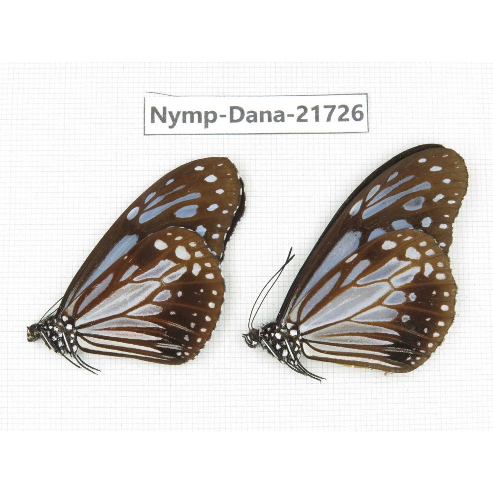 Parantica sp. China, Sichuan, Liangshan area, Dechang county. 2M. Nymp-Dana-21726.