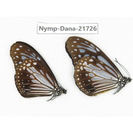 Parantica sp. China, Sichuan, Liangshan area, Dechang county. 2M. Nymp-Dana-21726.