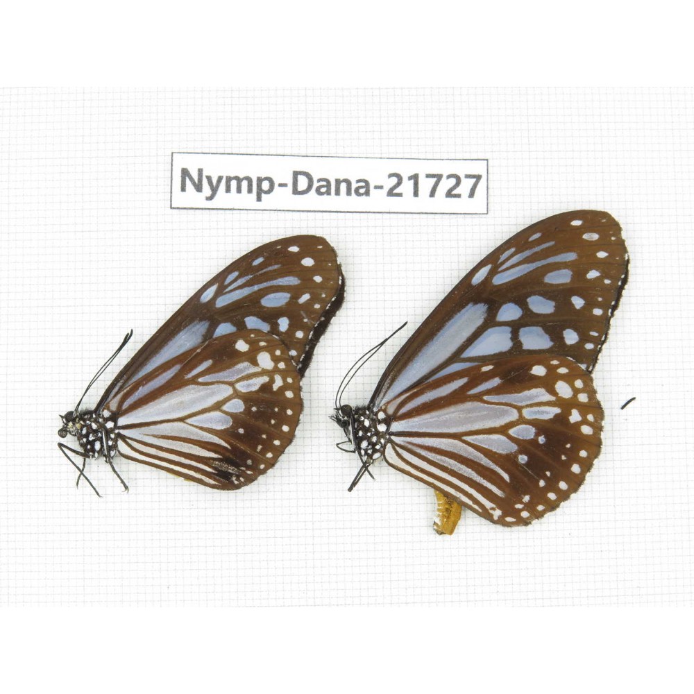 Parantica sp. China, Sichuan, Liangshan area, Dechang county. 2M. Nymp-Dana-21727.