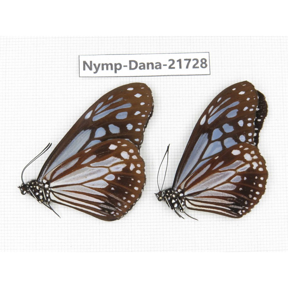 Parantica sp. China, Sichuan, Liangshan area, Dechang county. 2M. Nymp-Dana-21728.