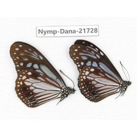 Parantica sp. China, Sichuan, Liangshan area, Dechang county. 2M. Nymp-Dana-21728.