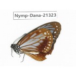 Parantica sita ssp. China, Tibet, Linzhi, Bomi county. 1M. Nymp-Dana-21323.