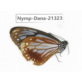 Parantica sita ssp. China, Tibet, Linzhi, Bomi county. 1M. Nymp-Dana-21323.