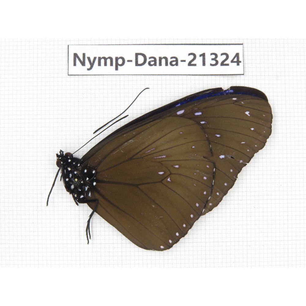 Euploea sp. China, Tibet, Linzhi, Bomi county. 1M. Nymp-Dana-21324.