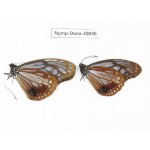 Parantica sita ssp. China, Tibet, Motuo county, Beibeng. 2M. Nymp-Dana-20036.